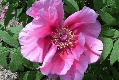 flores