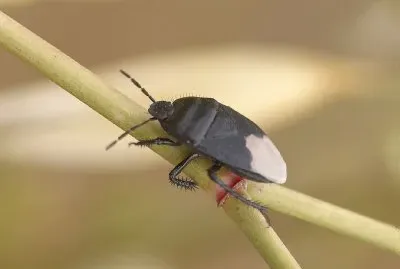 Cydnus aterrimus