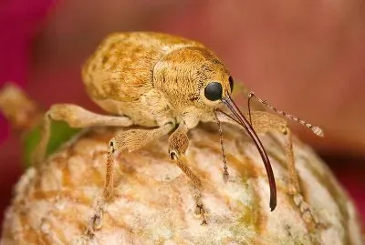 Curculio occidentis