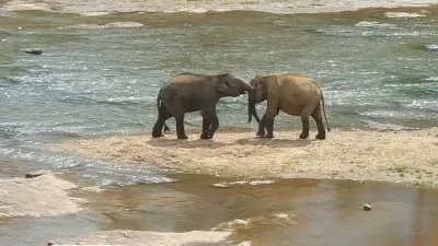 MargueriteW jigsaw puzzle