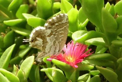 Cacureus marshalli jigsaw puzzle