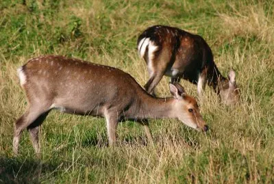 Cervo sika