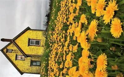 flores