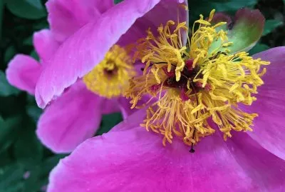 flores