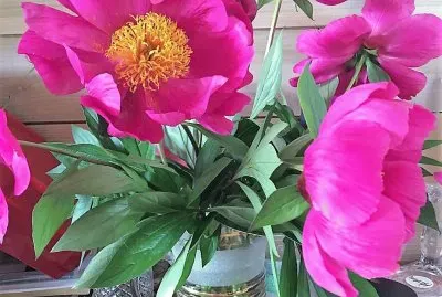 flores