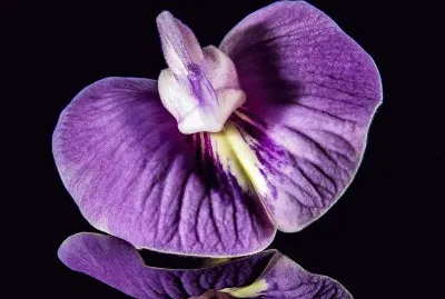 פאזל של flores