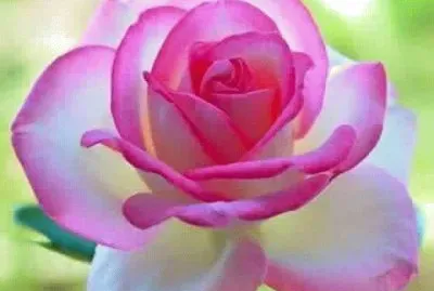 flores del campo