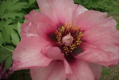 flores