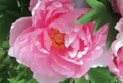 flores