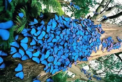 natural jigsaw puzzle