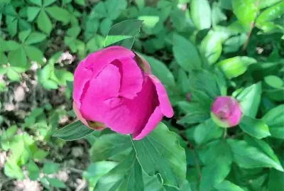 flores