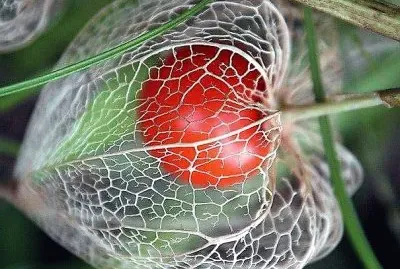 frutas