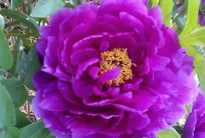 flores