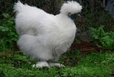 Gallina moroseta