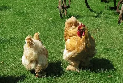 Gallina cocincina