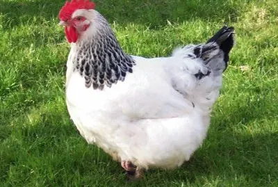 Gallina sussex