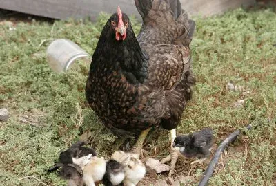 Gallina barnevelder