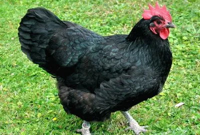 Gallina australorp