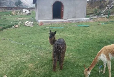 Lhamas jigsaw puzzle