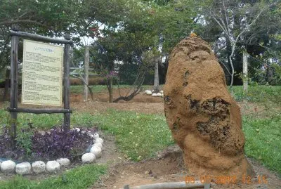 Cupinzeiro