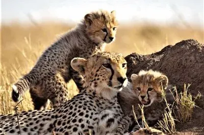 mom#285 jigsaw puzzle