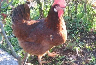 Gallina nostrana di morozzo