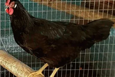 Gallina nera del sannio