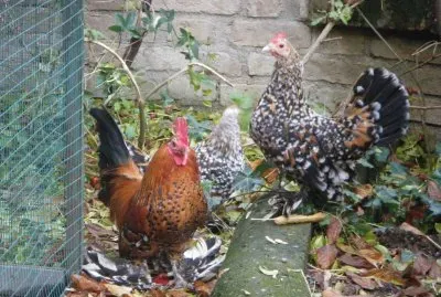 Gallina nana calzata