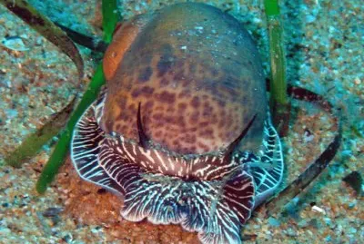 Naticarius hebraeus