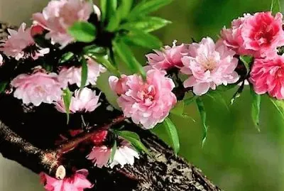 flores jigsaw puzzle