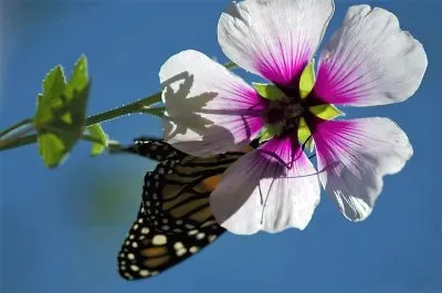 natural jigsaw puzzle