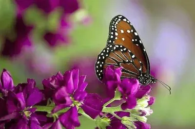 פאזל של natural