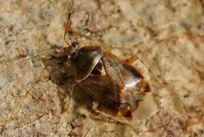 Deraeocoris flavilinea