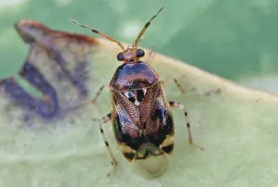 Deraeocoris puntulatus