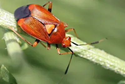 Deraeocoris olivaceus
