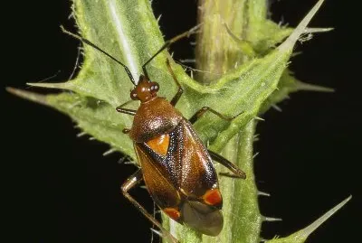 Deraeocoris ruber