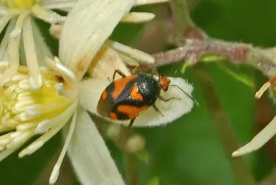 Deraeocoris schach