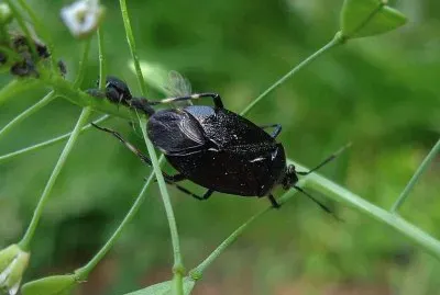 Deraeocoris scutellaris
