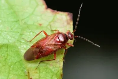 Deraeocoris nebulosus