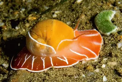 Naticarius orientalis