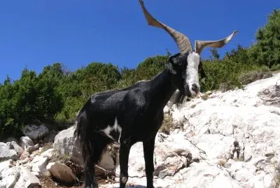 Capra aegagrus hircus
