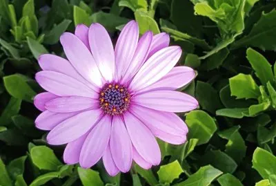 פאזל של marguerite