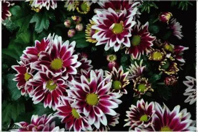 marguerites jigsaw puzzle