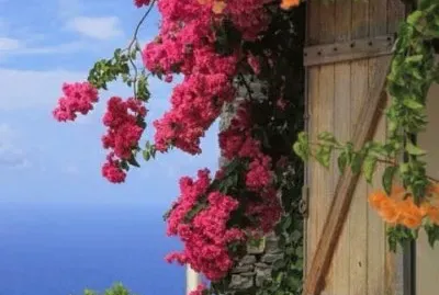 1 jigsaw puzzle
