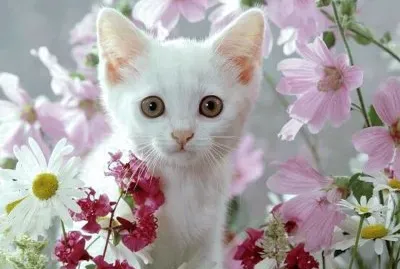 flores jigsaw puzzle