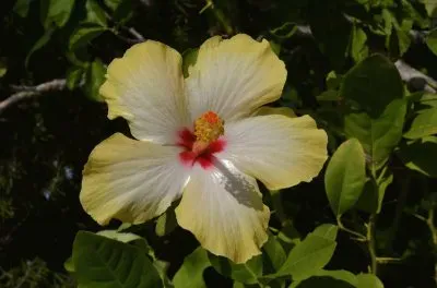 hibiskus