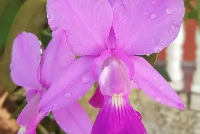 פאזל של flores