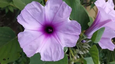 פאזל של flores