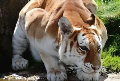 natural jigsaw puzzle