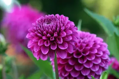 פאזל של dahlias